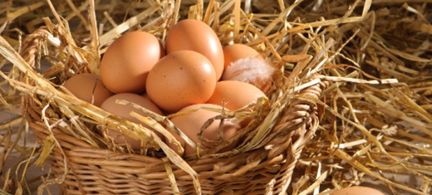 eggs_1