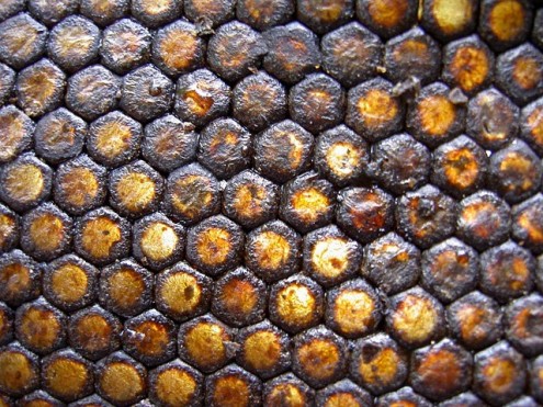 propolis1