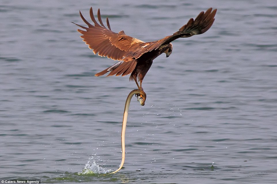 Fight to the (fish) death): Both equally unwilling to give up on the fish, the snake and the eagle take their battle to the air 