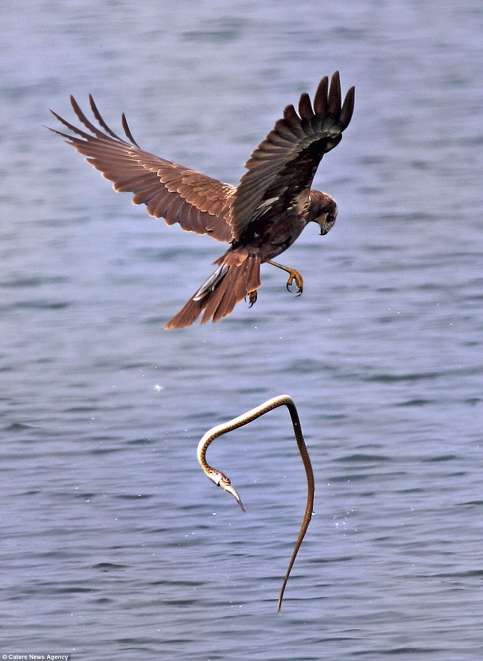 Winner winner, fishy dinner: The victorious snake cannot wait to devour the fish after snatching it from the claws of the eagle