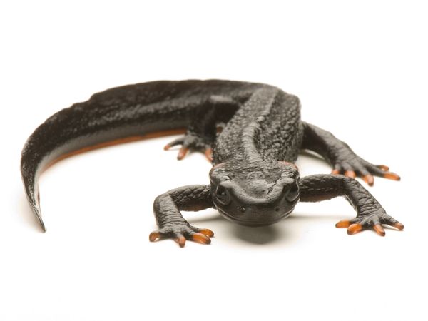 Perierga.gr - Τα πιο εντυπωσιακά αμφίβια