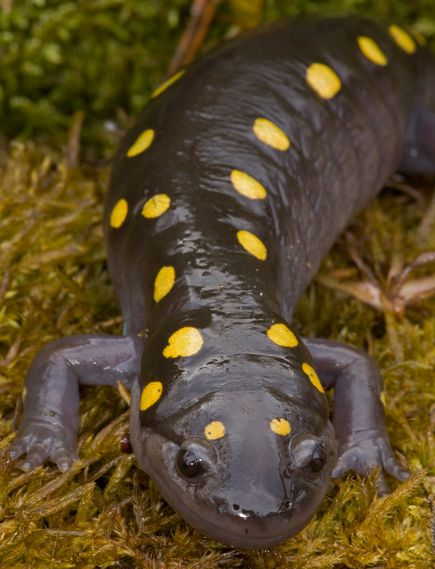 Perierga.gr - Τα πιο εντυπωσιακά αμφίβια