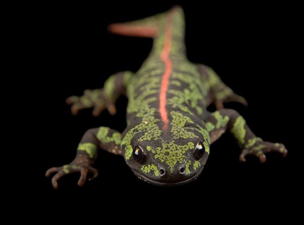 Perierga.gr - Τα πιο εντυπωσιακά αμφίβια