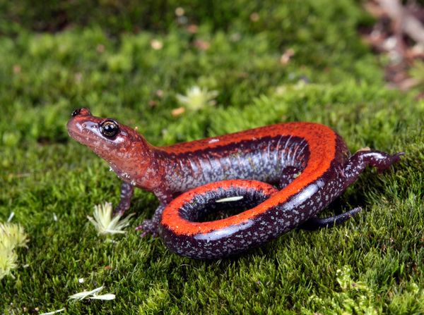 Perierga.gr - Τα πιο εντυπωσιακά αμφίβια