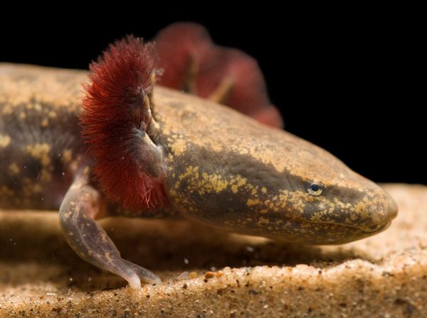 Perierga.gr - Τα πιο εντυπωσιακά αμφίβια