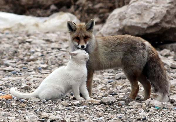 perierga.gr - Αλεπού και γάτα: Μια παράξενη φιλία!
