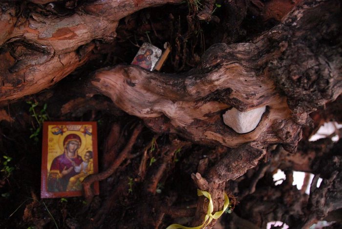 Μια από τις μεγαλύτερες σε ηλικία Μυρτιές στον κόσμο βρίσκεται στο Ηράκλειο