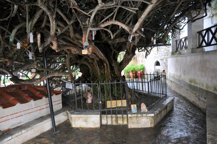 Μια από τις μεγαλύτερες σε ηλικία Μυρτιές στον κόσμο βρίσκεται στο Ηράκλειο