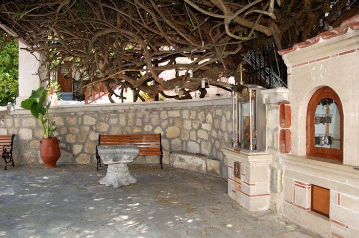 Μια από τις μεγαλύτερες σε ηλικία Μυρτιές στον κόσμο βρίσκεται στο Ηράκλειο