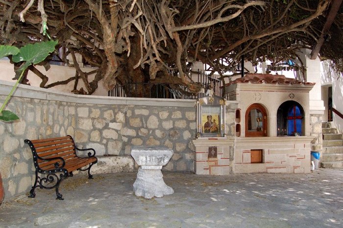 Μια από τις μεγαλύτερες σε ηλικία Μυρτιές στον κόσμο βρίσκεται στο Ηράκλειο