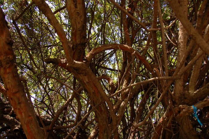 Μια από τις μεγαλύτερες σε ηλικία Μυρτιές στον κόσμο βρίσκεται στο Ηράκλειο