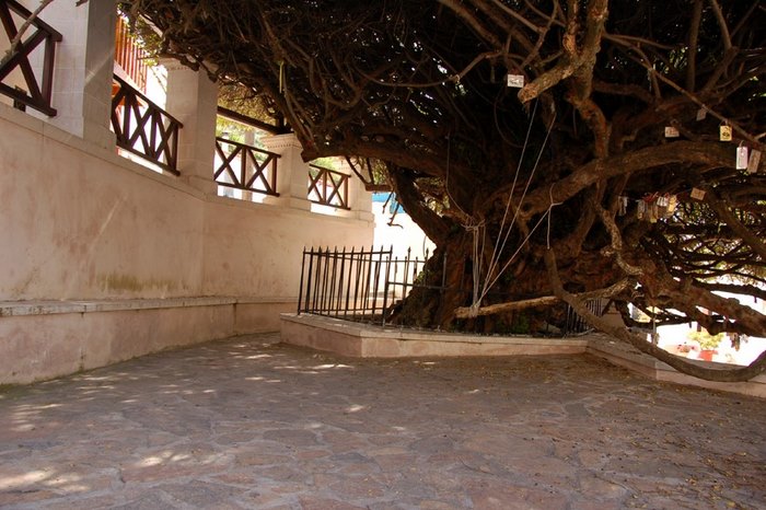 Μια από τις μεγαλύτερες σε ηλικία Μυρτιές στον κόσμο βρίσκεται στο Ηράκλειο