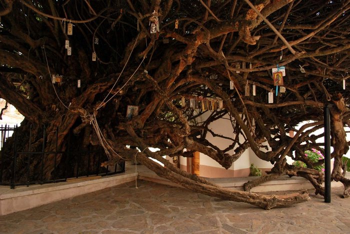 Μια από τις μεγαλύτερες σε ηλικία Μυρτιές στον κόσμο βρίσκεται στο Ηράκλειο