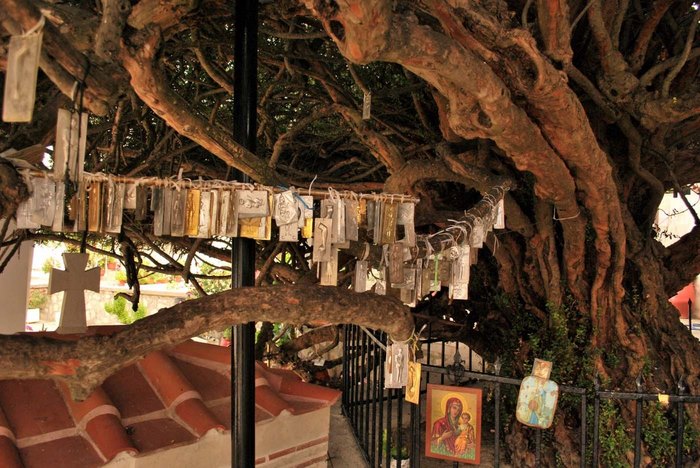 Μια από τις μεγαλύτερες σε ηλικία Μυρτιές στον κόσμο βρίσκεται στο Ηράκλειο