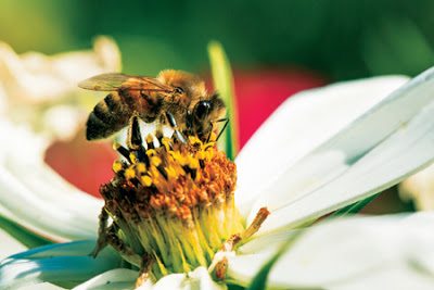 Πως μπορούμε να βοηθήσουμε τις μέλισσες