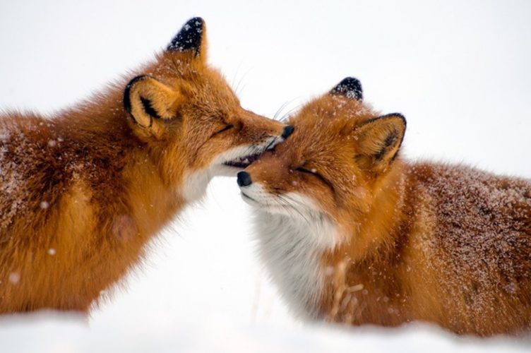 10 Υπέροχα Ζώα που αποδεικνύουν την ύπαρξη αληθινής Αγάπης και Αφοσίωσης στο Ζωικό Βασίλειο!