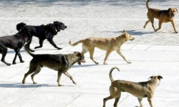 Αγέλη σκύλων