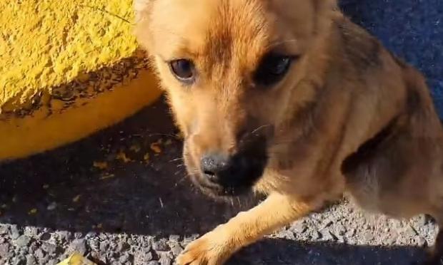 Σκυλάκι με κομμένο πόδι