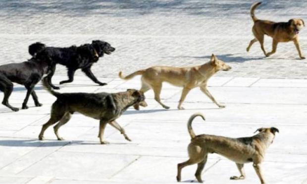 αδέσποτα σκυλιά στη Ξάνθη