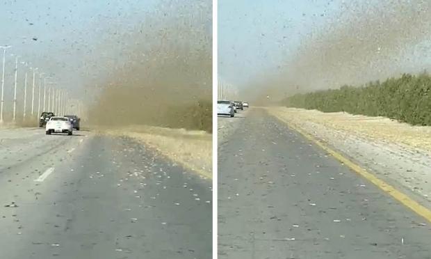 Σμήνος από ακρίδες