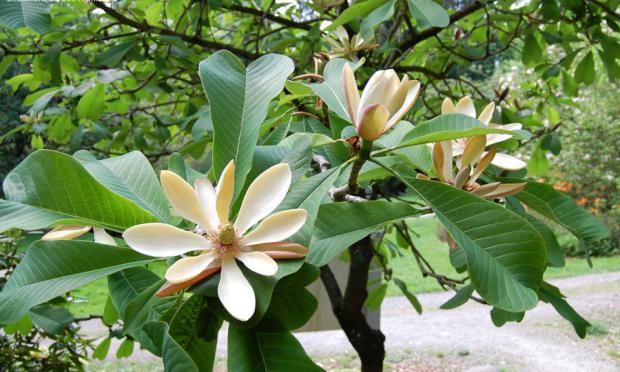 Magnolia officinalis