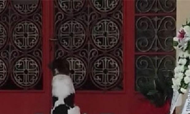 Σκύλος εκκλησία