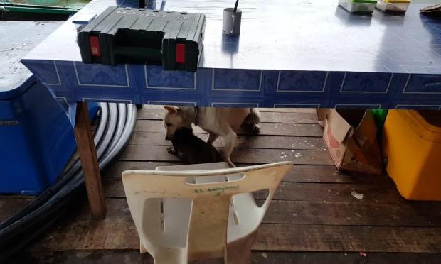 Σκύλος παίζει με ενυδρίδα