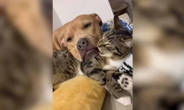 σκυλος γατα