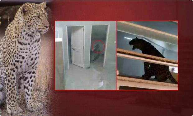 λεοπάρδαλη σε ινδικό νοσοκομείο