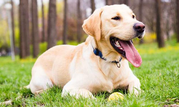 Λαμπραντορ