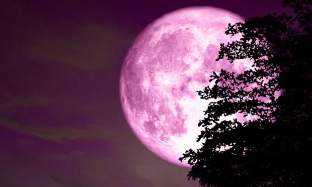Ροζ πανσεληνος