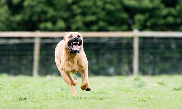 pitbull