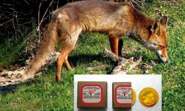 Αλεπού στη Ξάνθη