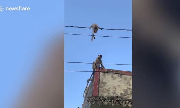μαϊμού