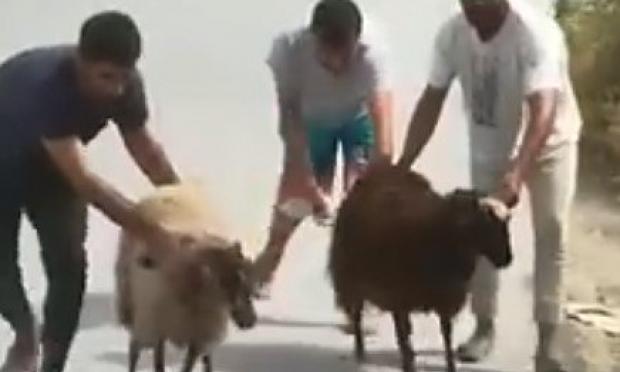 μετανάστες κλέβουν πρόβατα