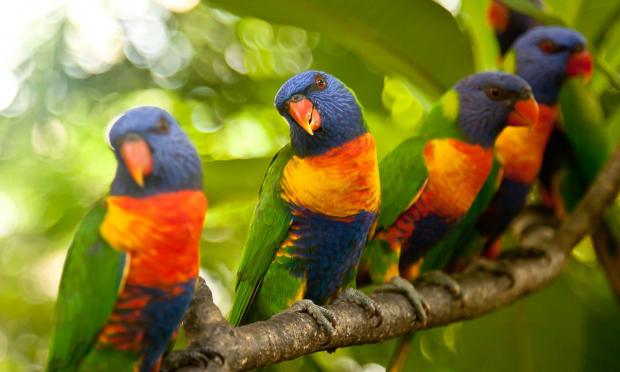 παπαγάλος lorikeet