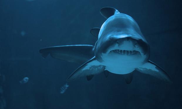 καρχαριας ισπανια 