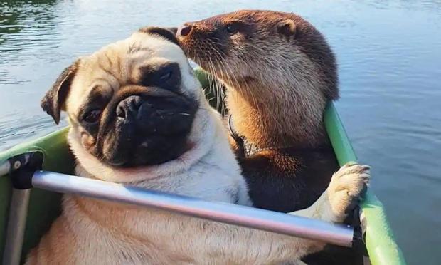 γαλλικό μπουλντόγκ και βίδρα