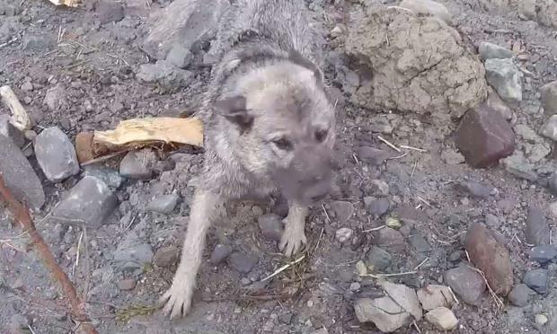 διάσωση σκύλου