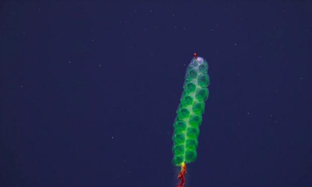 πλάσμα βυθού