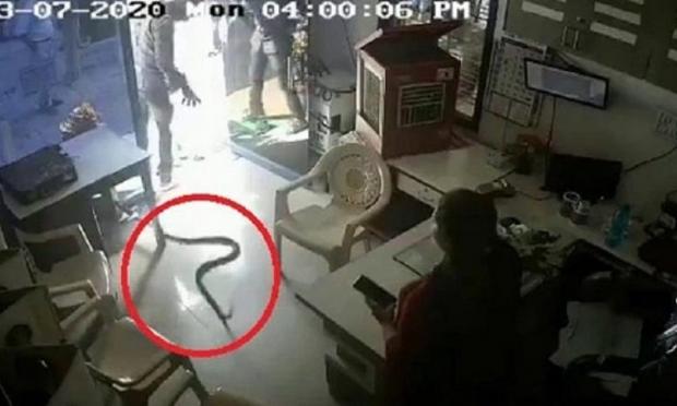 κόμπρα σε βενζινάδικο