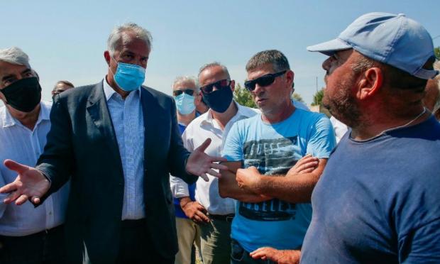 Βορίδης στην Εύβοια