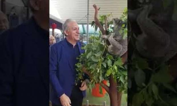 Νίκος Τορναρίτης και κοάλα