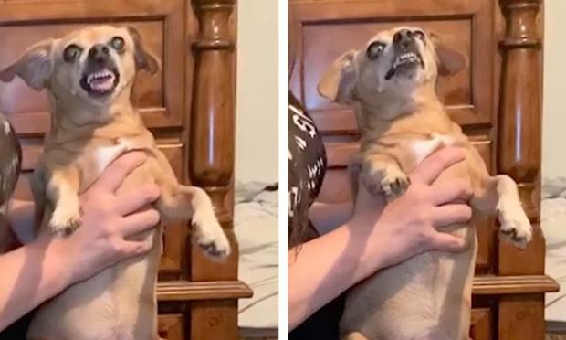 εξορκισμό σε σκυλί