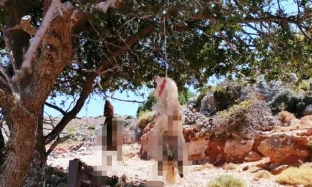 σκυλιά στα Χανιά 