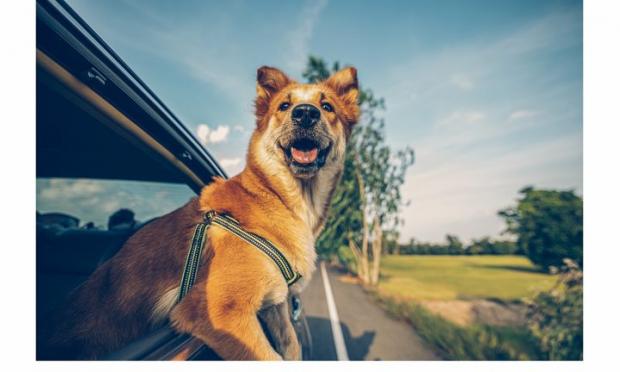 σκύλος σε αμάξι