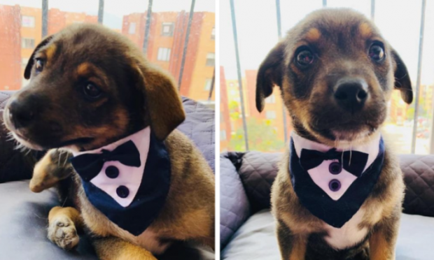 Κουτάβι σμόκιν