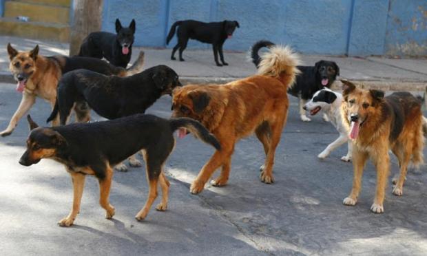 αγέλη σκύλων