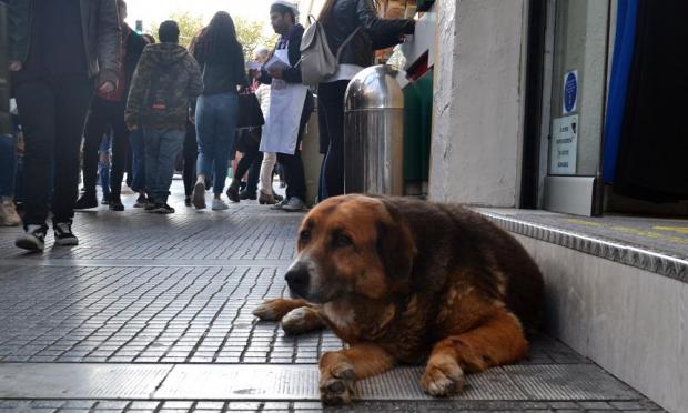 αδέσποτο στη Θεσσαλονίκη