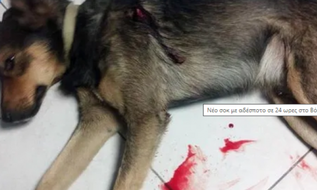 Τραυμάτισαν σοβαρά σκυλάκι